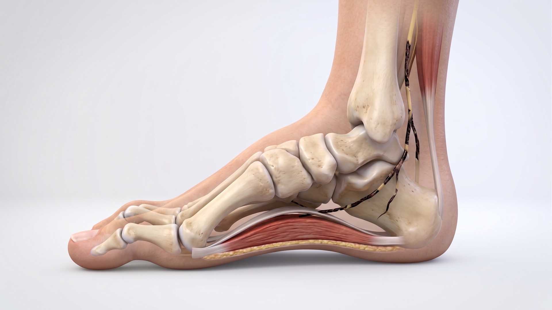 Charcot Marie Tooth Hastalığı