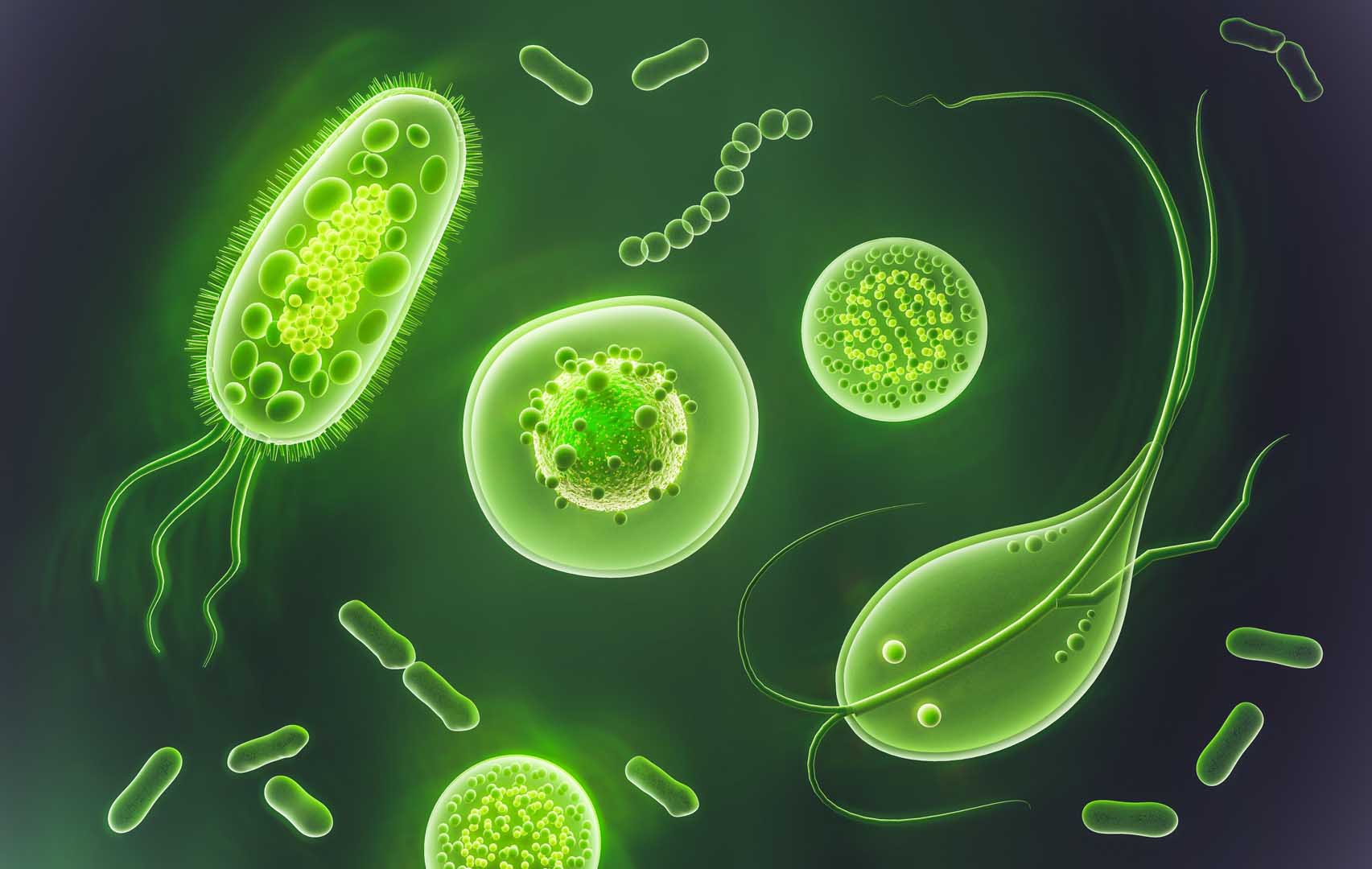 Giardia
